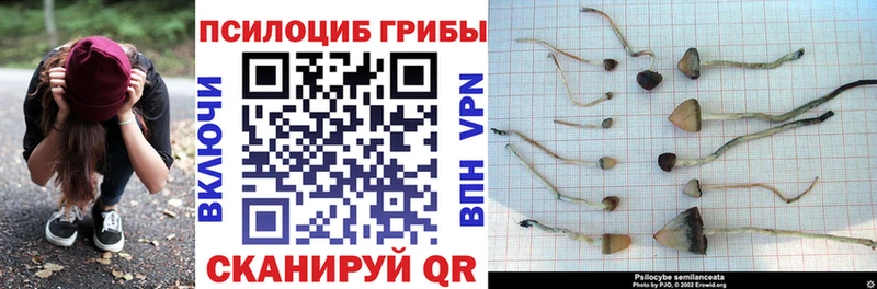 закладка  Заводоуковск  площадка какой сайт  Псилоцибиновые грибы мицелий 